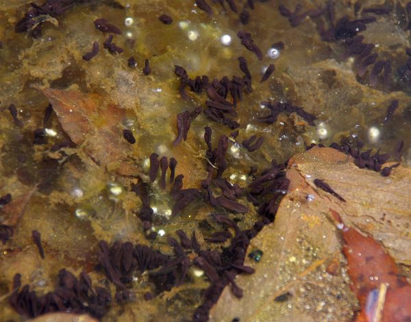 �z�����O�̃A�Y�}�q�L�K�G���̗�