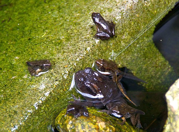 �Q�N�ڂ̃q�L�K�G��