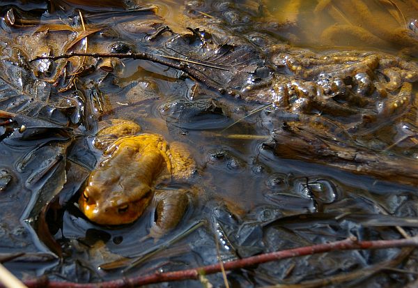 �A�Y�}�q�L�K�G���̎Y��